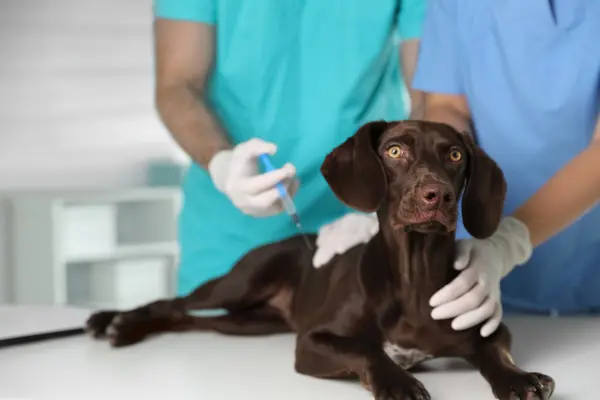 imagen de servicios de veterinarios en cartagena